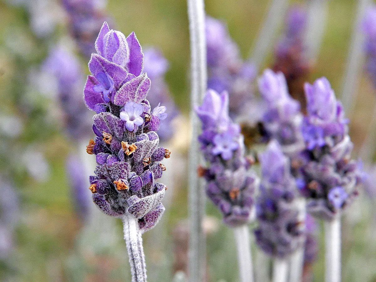 Cad is gá duit a bheith ar an eolas faoi gallúnach lavender