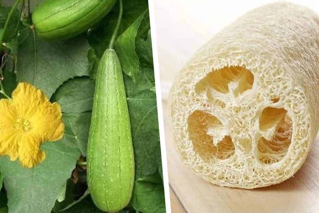 Ass et wierklech gutt eng Loofah ze benotzen?