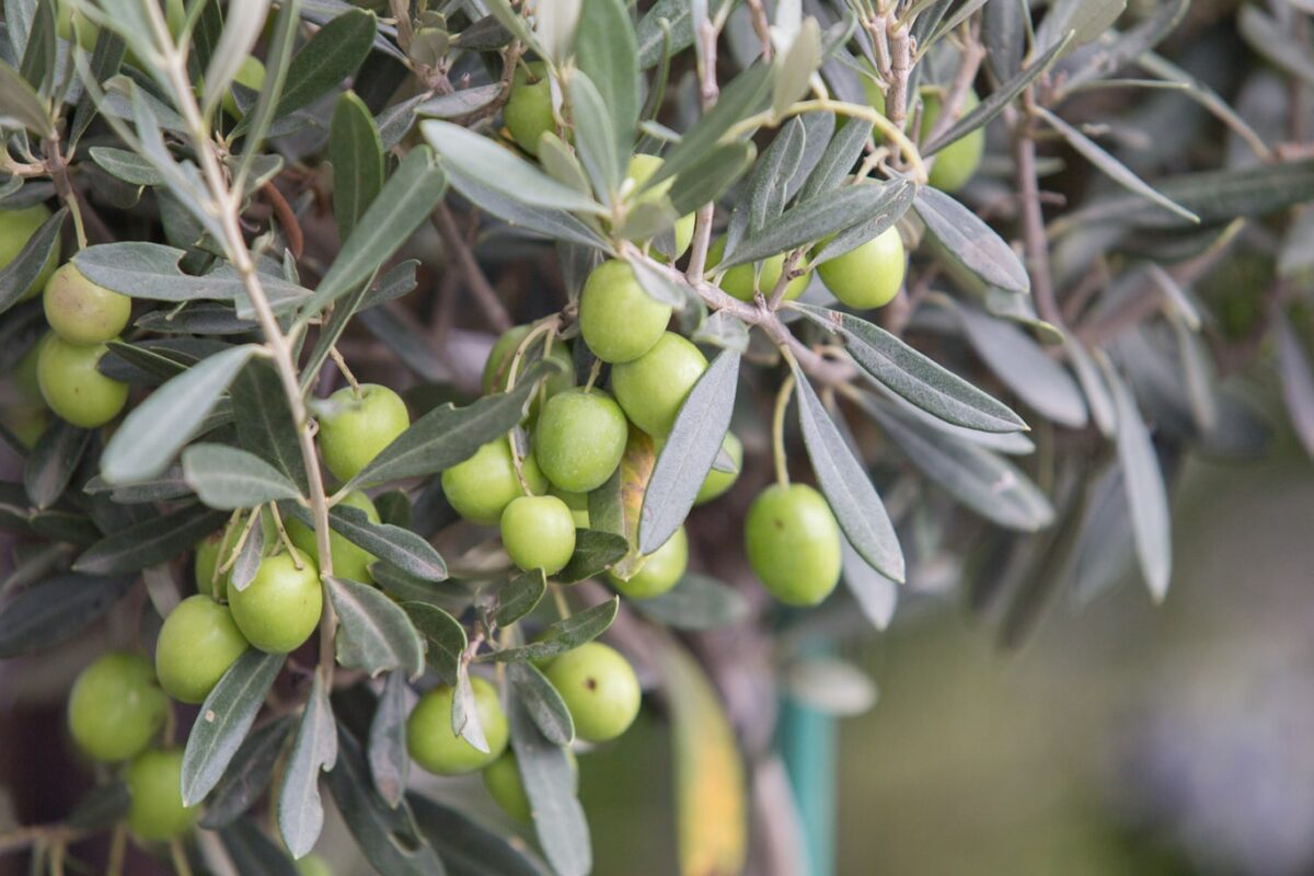 Wie-trocknet-man-Olivenblätter-min