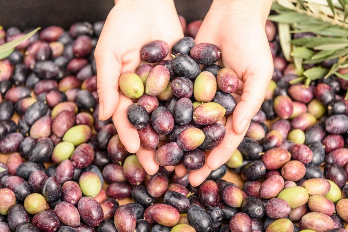 Hände-halten-Oliven-Haufen-Oliven-Hintergrund-Herbstsaison